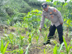 Dukung Ketahanan Pangan Polsek V Koto monitoring lahan pekarangan