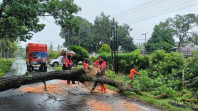 DLHK Bengkulu Tanggap Darurat, 70 Pohon Ditebang untuk Cegah Bahaya Tumbang