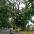 Warga Kota Bengkulu Khawatir Pohon Tumbang Ancam Keselamatan Pengguna Jalan