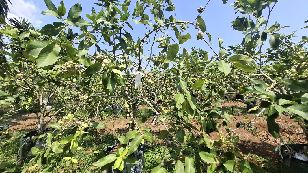 Surga Buah Tropis: Petualangan di Perkebunan Anagro