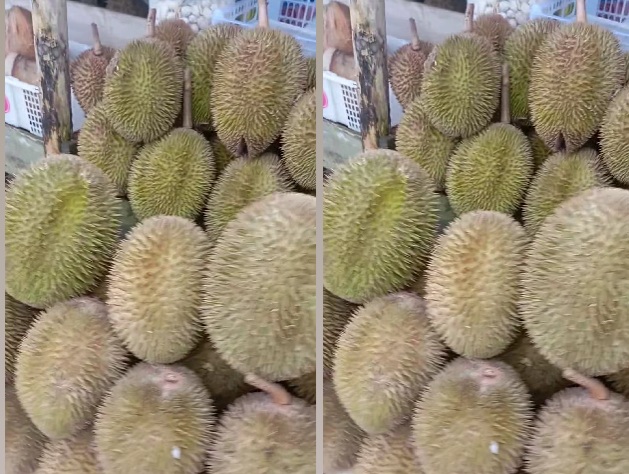 Tak Seperti Biasa, Pedagang Sawah Lebar Kini Jajakan Durian Padang, Diduga Imbas Cuaca Ekstrem