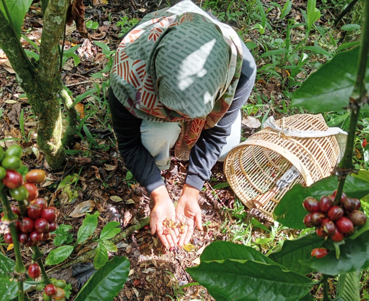 Menghadapi Perubahan Iklim: Kebangkitan Petani Kopi Wanita di Kepahiang