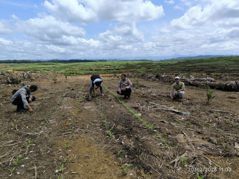 Bhabinkamtibmas Polsek Ipuh Polres Mukomuko Pemantauan Lahan Produktif Program Tumpang Sari