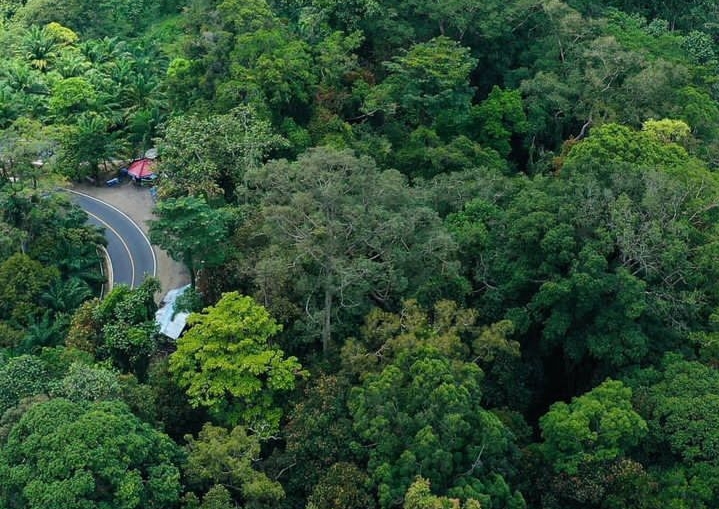 Cagar Alam Taba Penanjung, Tempat Terbaik untuk Menemukan Bunga Langka Rafflesia Arnoldii