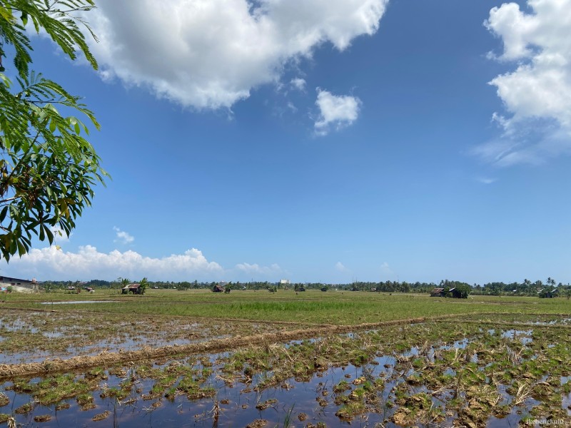 Petani Kota Bengkulu Mulai Musim Tanam Padi Awal Agustus
