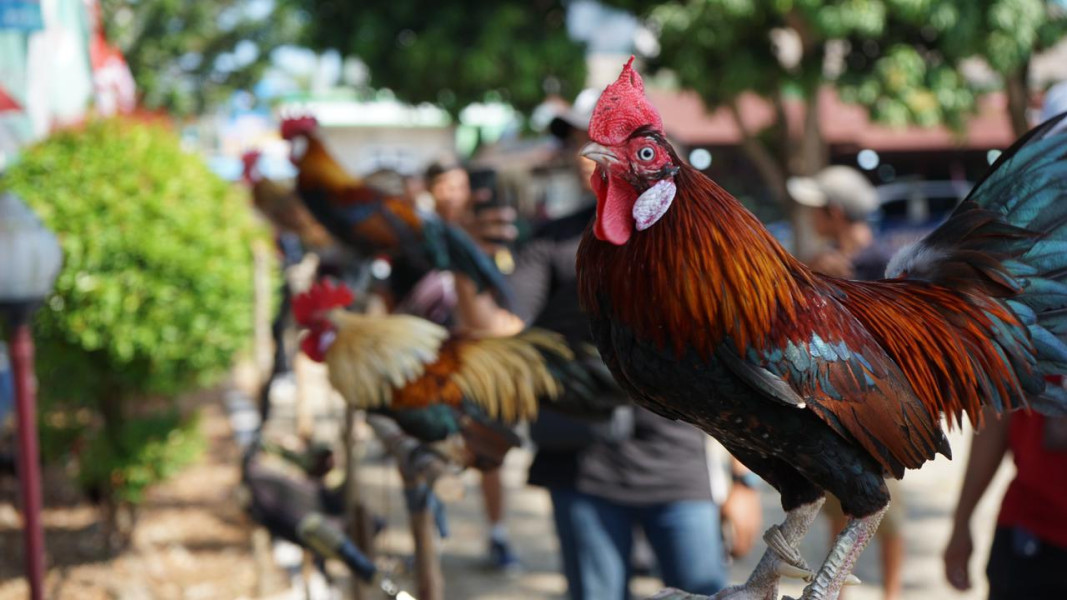Ayam Brugo dan Konservasi: Menjaga Warisan Alam Bengkulu