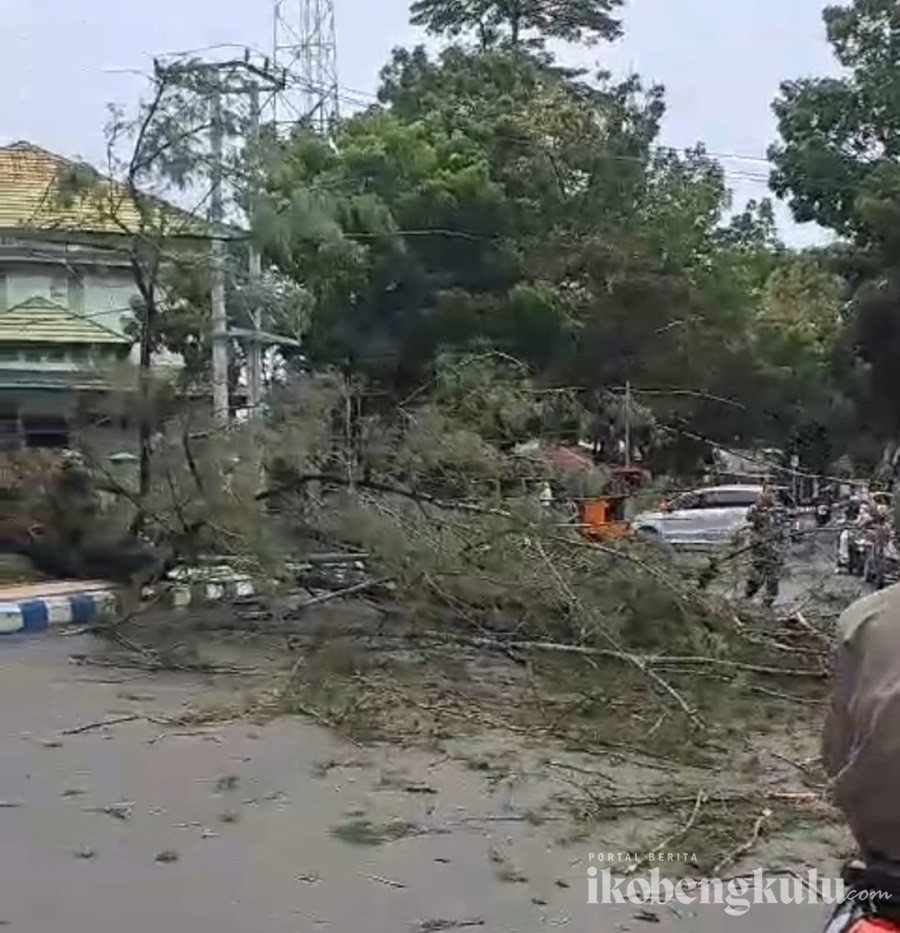 Sefty Yuslinah Imbau Warga Bengkulu Waspada Pohon Tumbang Saat Musim Hujan