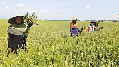 Petani di Kota Bengkulu Diajak Kerja Sama di Program MBG