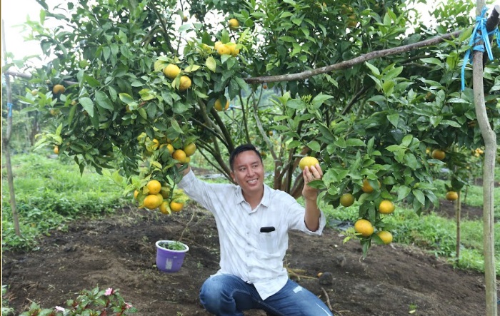 Kebun Jeruk Gergah Rejang Lebong Kini Destinasi Wisata Petik Sendiri, Sensasi Makan Sepuasnya!