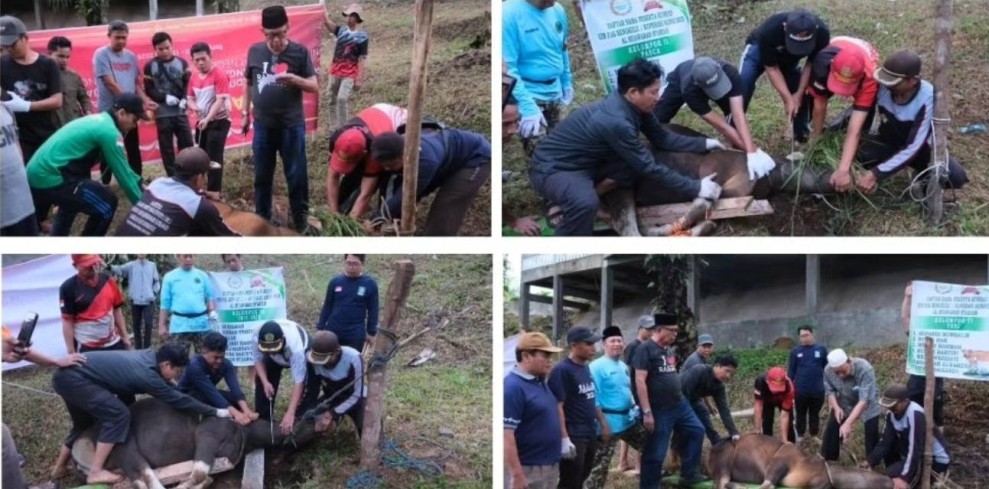 UIN Fatmawati Sukarno Bengkulu Sembelih 8 Ekor Sapi dan 1 Kambing, Salurkan Daging Kurban untuk Warga dan Pegawai