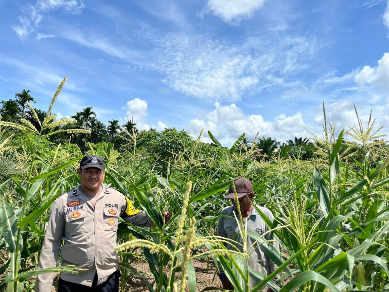 Jajaran Polsek Polres Mukomuko Laksanakan Pengecekan Lahan Ketahanan Pangan.