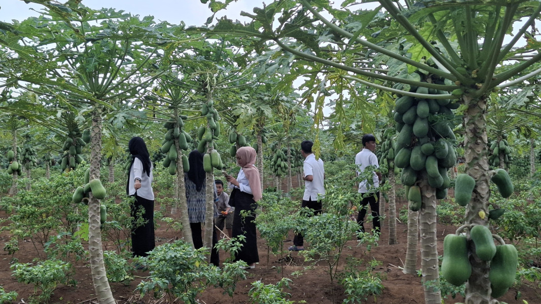 Pepaya California: Manisnya Rasa, Segarnya Cita, di Perbatasan Dua Desa