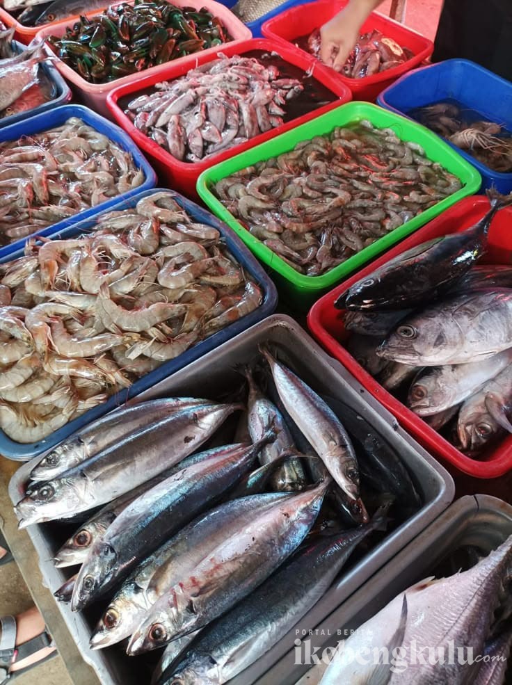 Potensi Ikan Laut Bengkulu, Nelayan Harapkan Hasil Lebih Maksimal