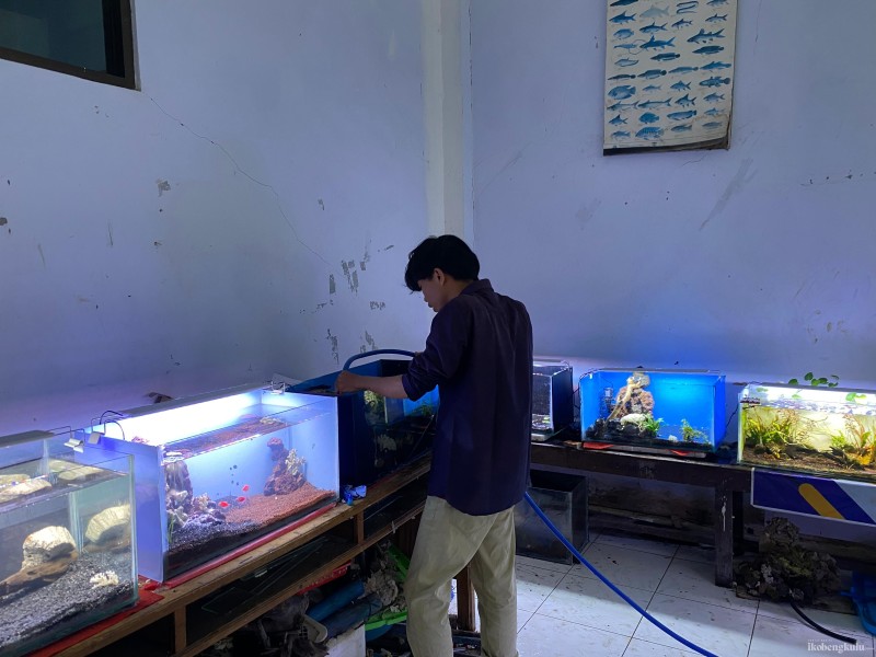 Aquarium Karya Mahasiswa Fakultas Perikanan Unihaz Bengkulu