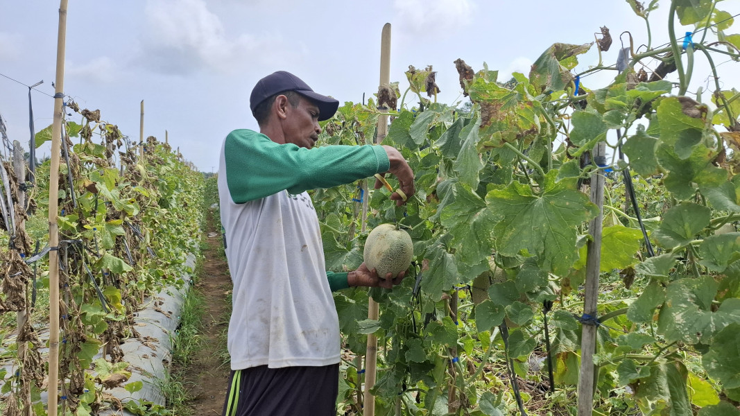 Petani di Desa Tangga Batu Berjaya, Kebun Melon Ramai Dikunjungi