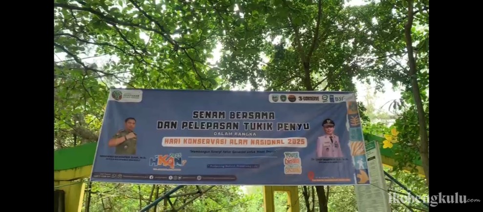 Ratusan Ekor Penyu Jenis Lekang Dilepasliarkan di Pantai Panjang Bengkulu