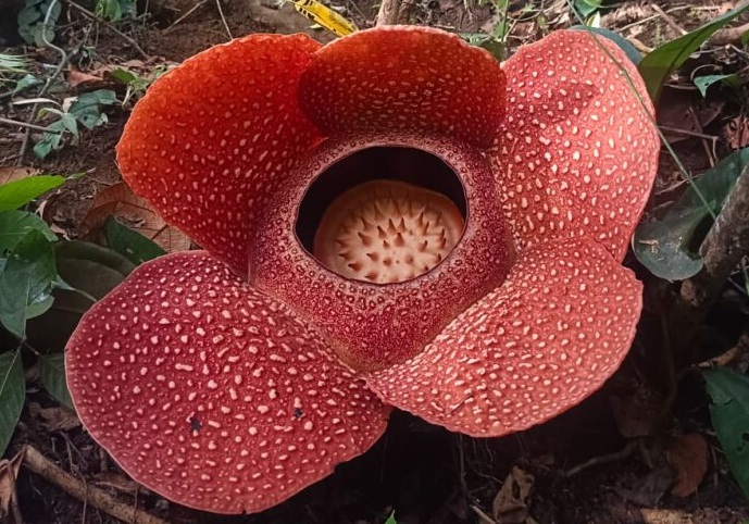 Fenomena Langka! Dua Bunga Rafflesia Arnoldi Mekar Sempurna Secara Bersamaan di Rejang Lebong