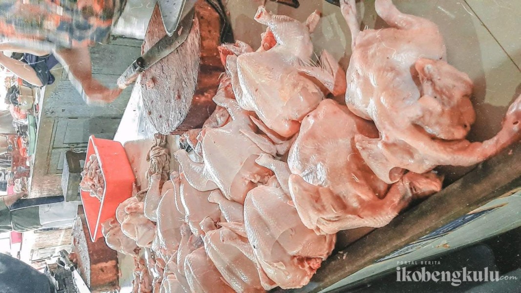 Harga Pakan Mahal, Harga Ayam di Pasar Panorama Naik