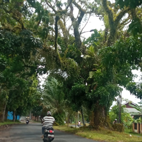 Warga Kota Bengkulu Khawatir Pohon Tumbang Ancam Keselamatan Pengguna Jalan