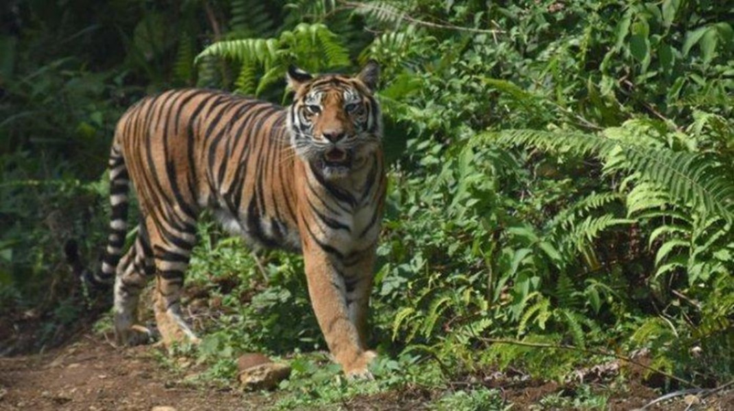 Tips Selamatkan Diri Jika Bertemu Harimau di Kebun atau Hutan
